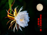 2026年统编版语文三下 24我们奇妙的世界（课件）