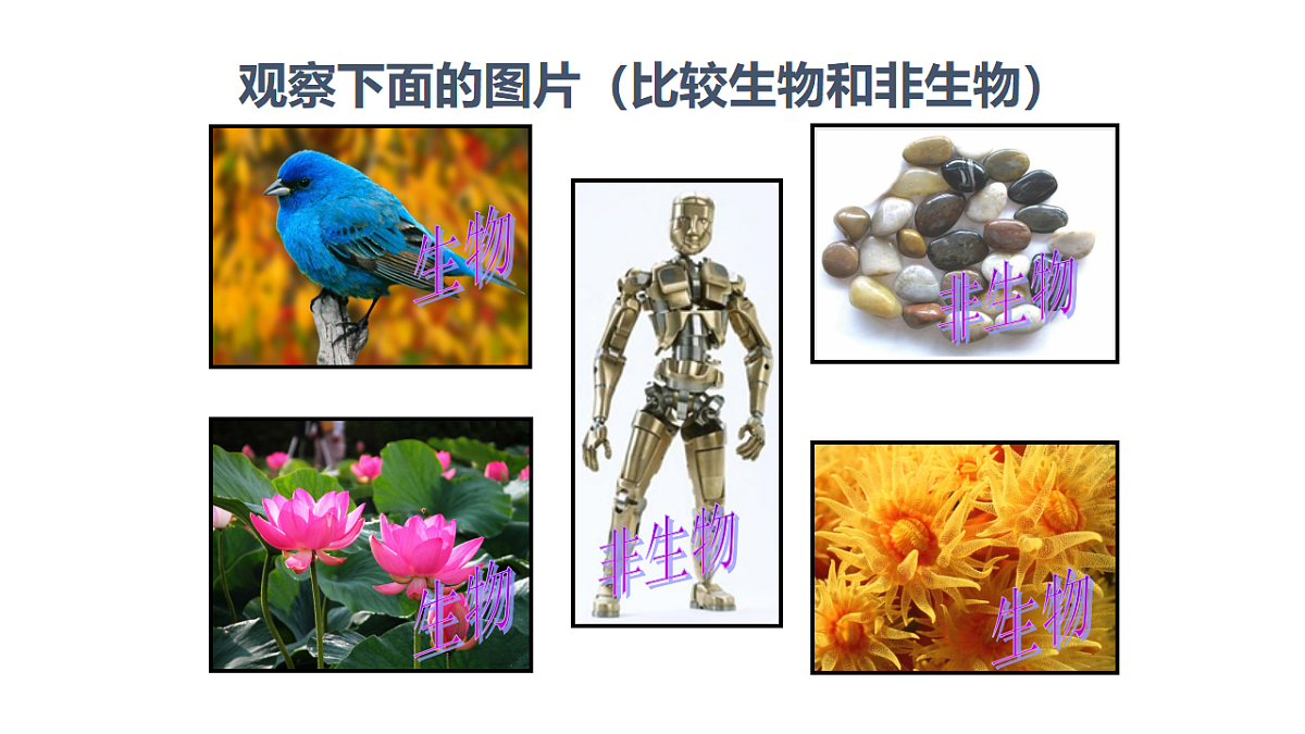 人教版初中生物七年级上册（2024）1.1.2 生物的特征 课件第3页