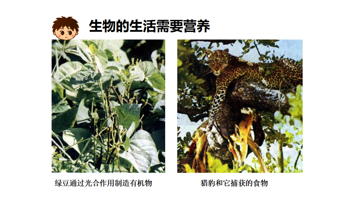 人教版初中生物七年级上册（2024）1.1.2 生物的特征 课件第7页