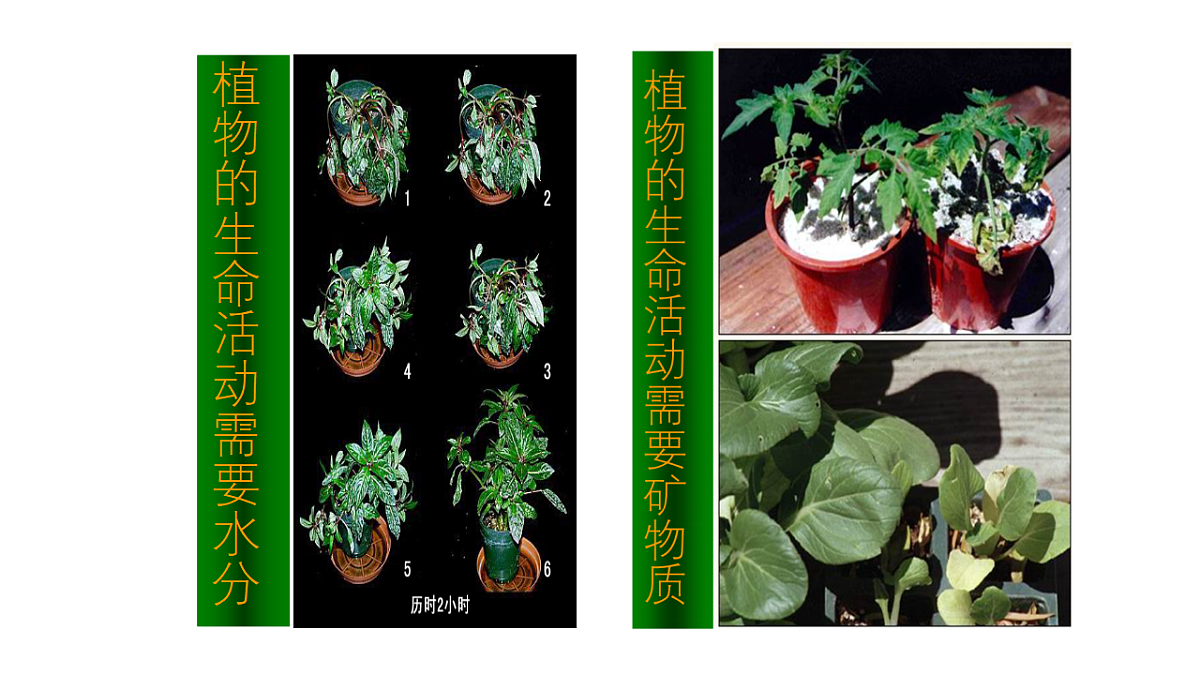 人教版初中生物七年级上册（2024）1.1.2 生物的特征 课件第8页