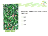 浙美版小学美术二年级下册 8.瓶子变个样 课件+教案
