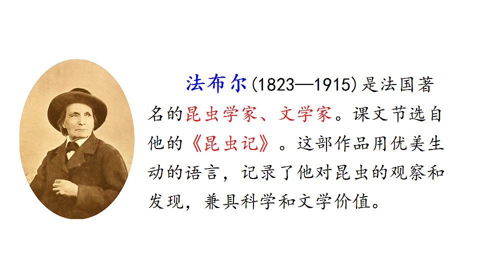 10 石蜂 课件2025-2026学年度统编版语文三年级下册第3页