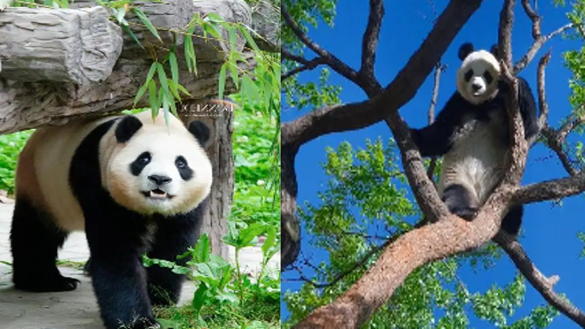 第七单元习作：国宝大熊猫 课件2025-2026学年度统编版语文三年级下册第5页