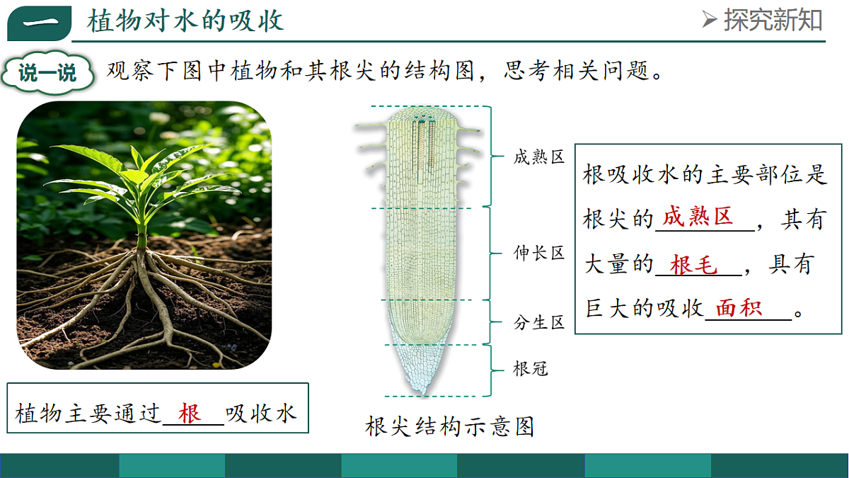第三单元 3.2.1 水的利用与散失（教学课件）-2025-2026学年七年级生物下册（人教版2024）第5页