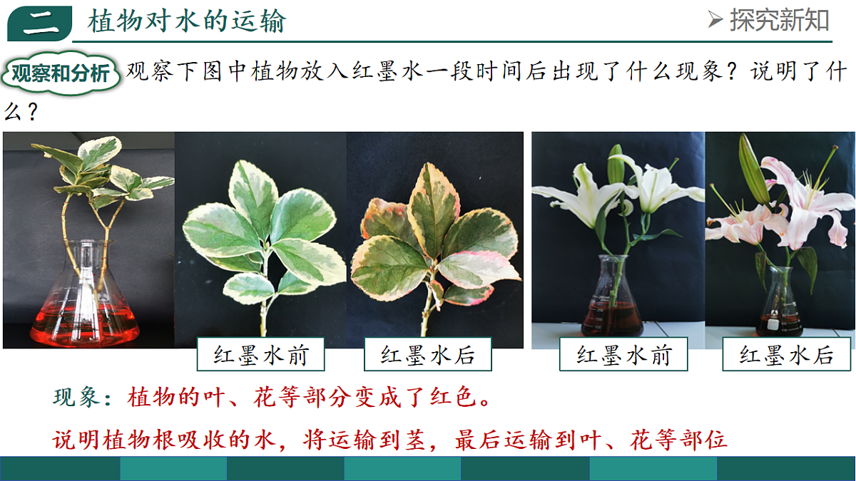 第三单元 3.2.1 水的利用与散失（教学课件）-2025-2026学年七年级生物下册（人教版2024）第6页