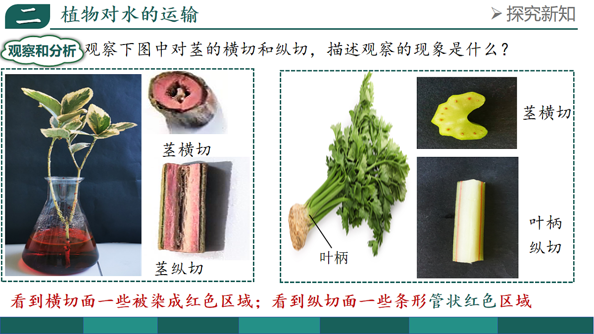 第三单元 3.2.1 水的利用与散失（教学课件）-2025-2026学年七年级生物下册（人教版2024）第8页