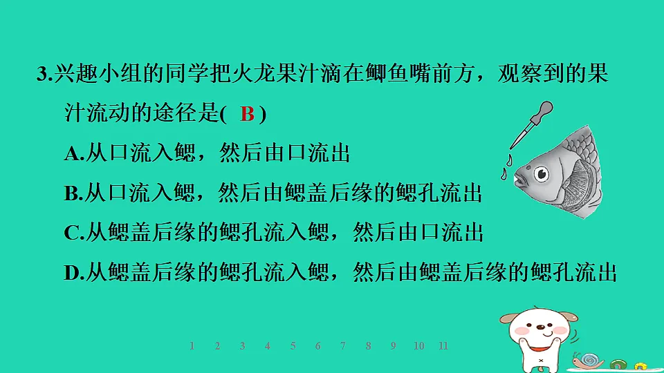 2025七年级生物上册第二单元生物的多样性第一章藻类植物和动物第四节脊椎动物第一课时鱼类习题课件冀少版（含答案）第6页