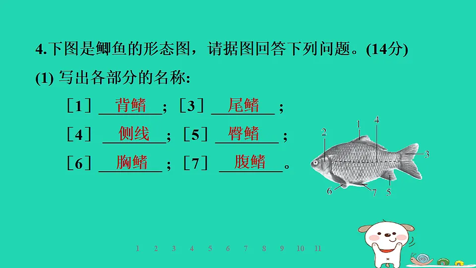 2025七年级生物上册第二单元生物的多样性第一章藻类植物和动物第四节脊椎动物第一课时鱼类习题课件冀少版（含答案）第7页