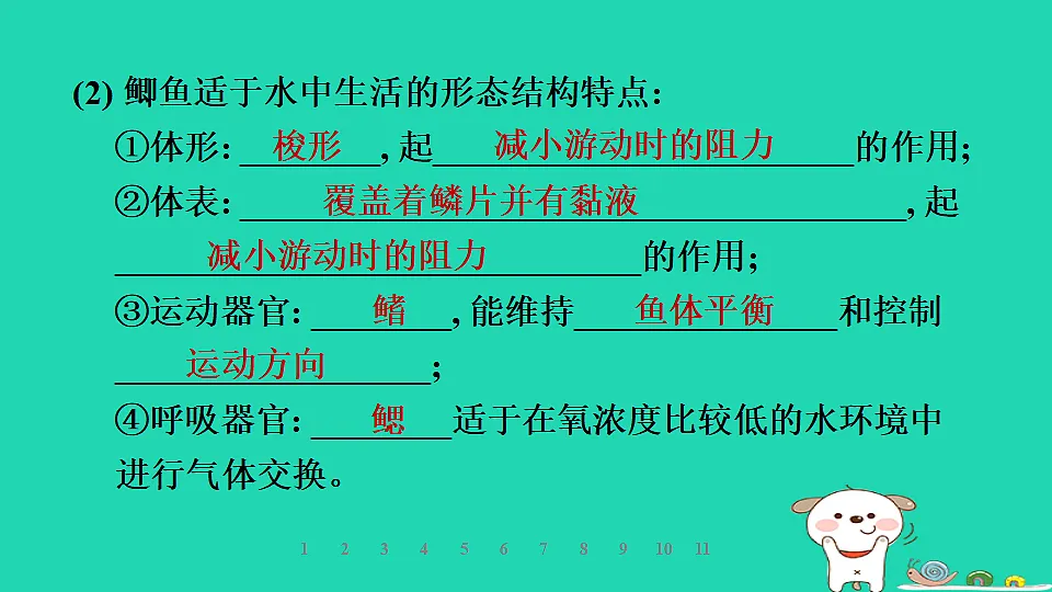 2025七年级生物上册第二单元生物的多样性第一章藻类植物和动物第四节脊椎动物第一课时鱼类习题课件冀少版（含答案）第8页