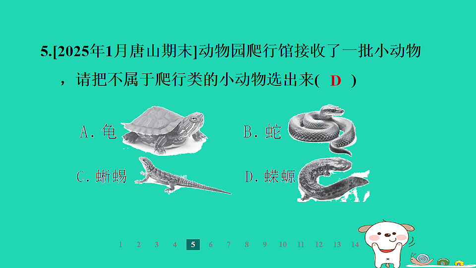 2025七年级生物上册第二单元第一章藻类植物和动物第四节脊椎动物第二课时两栖类和爬行类习题课件冀少版（含答案）第8页