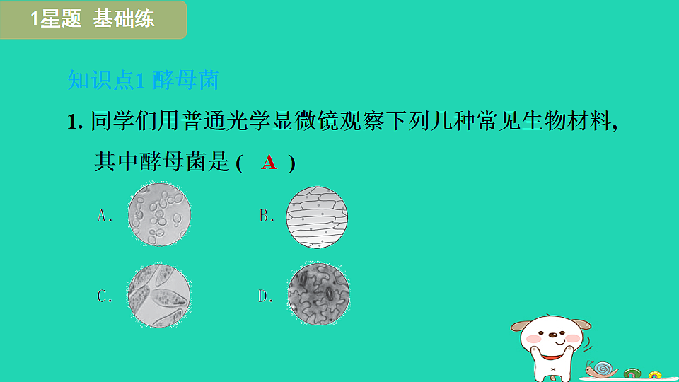 2025七年级生物上册第二单元生物的多样性第二章微生物第三节真菌习题课件冀少版（含答案）第3页