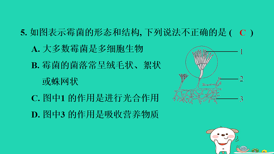 2025七年级生物上册第二单元生物的多样性第二章微生物第三节真菌习题课件冀少版（含答案）第7页