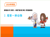 2026年教科版一年级科学下册 2-2《观察一种动物》课件