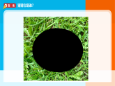 2026年教科版一年级科学下册 2-2《观察一种动物》课件