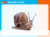 2026年教科版一年级科学下册 2-2《观察一种动物》课件