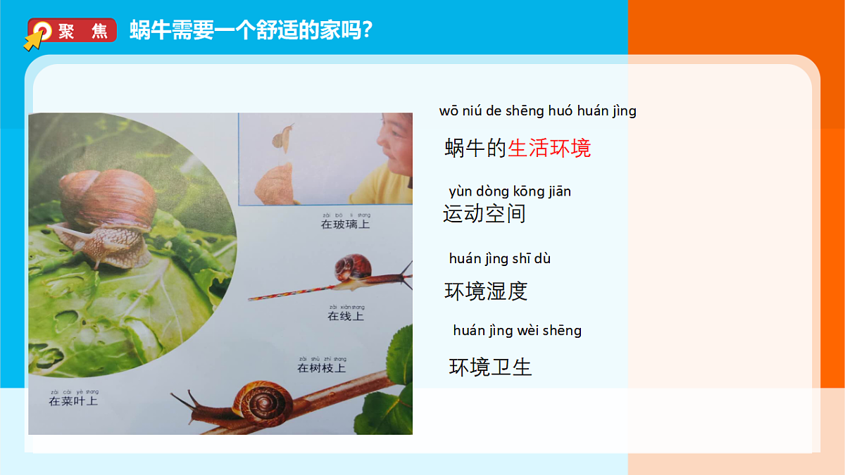2026年教科版一年级科学下册 2-3《给蜗牛建个“家”》课件第2页