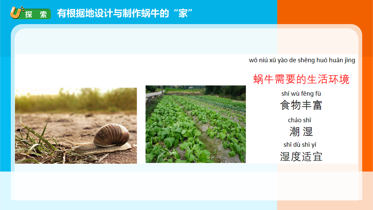 2026年教科版一年级科学下册 2-3《给蜗牛建个“家”》课件第3页