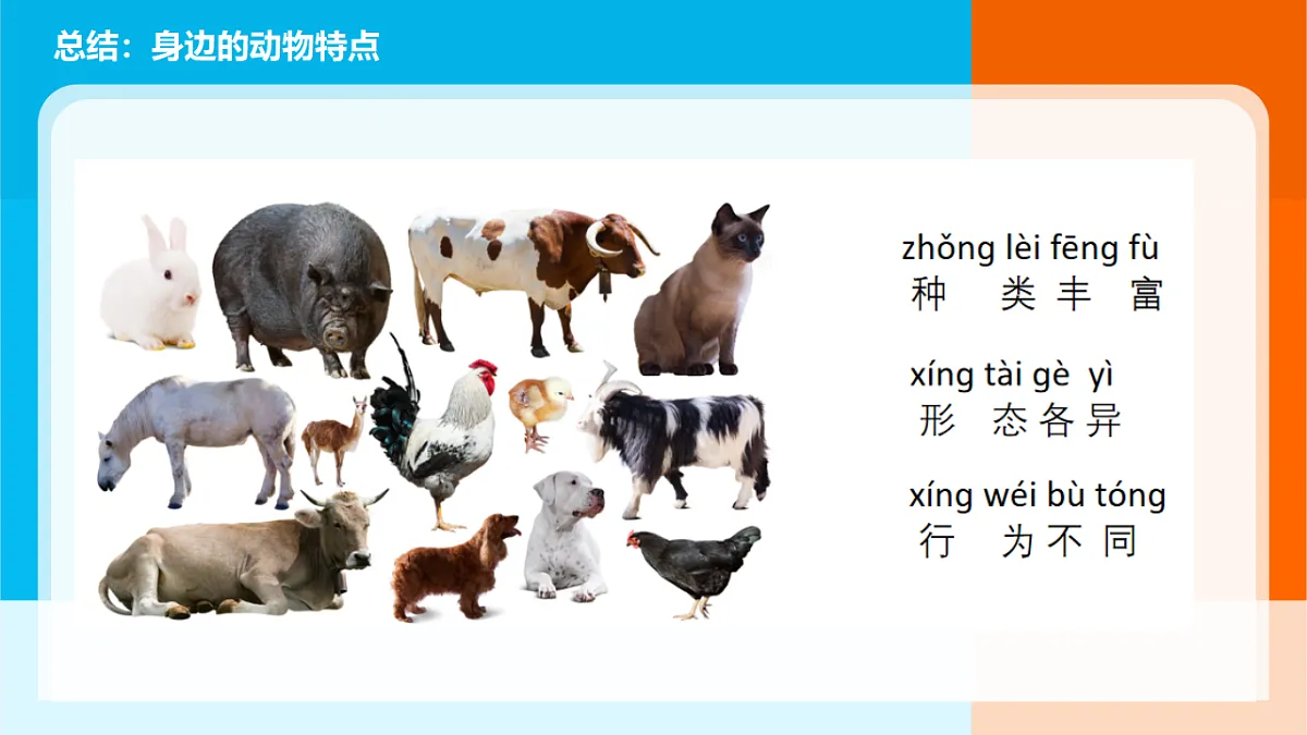2026年教科版一年级科学下册 第二单元《常见的动物》单元小结课件第3页