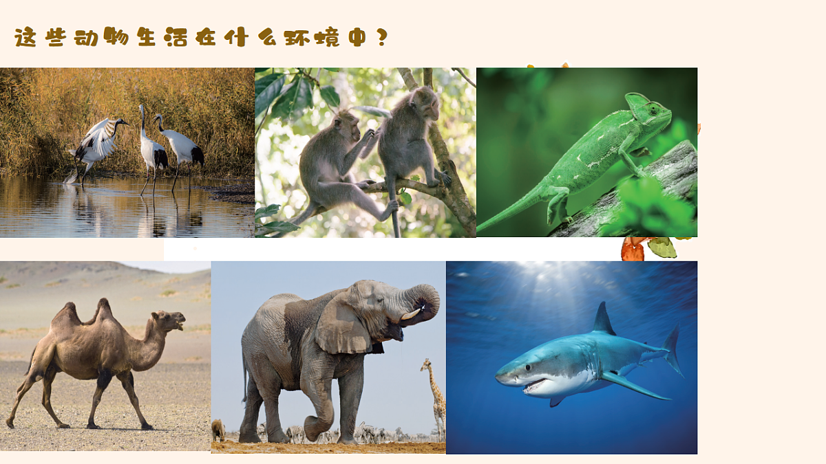 人教鄂教版小学科学四年级下册 11 不同环境中的动物 课件第3页