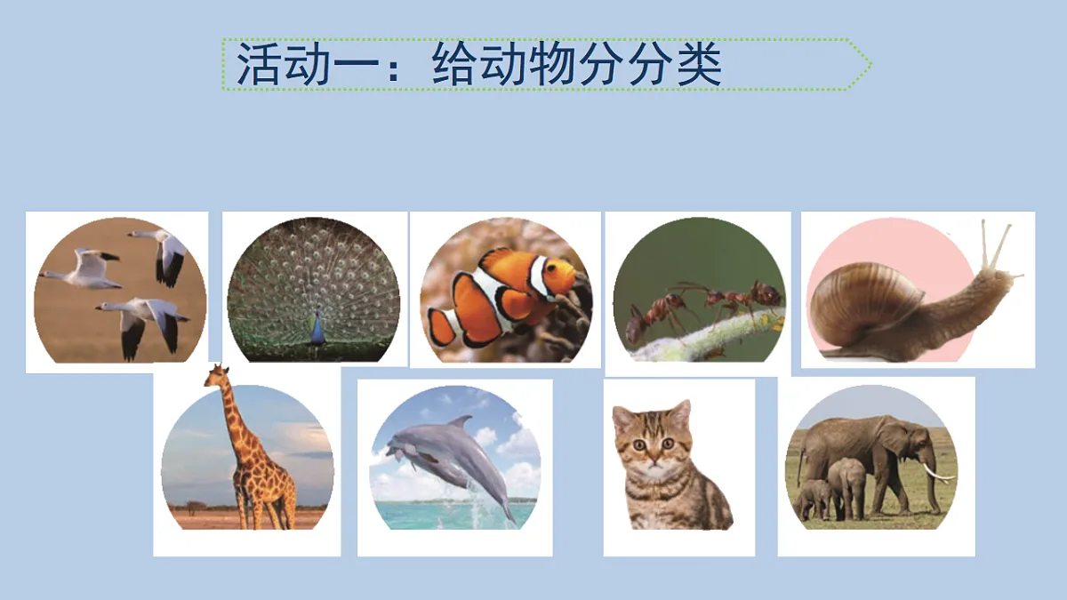 苏教版小学科学四年级上册 1 给动物分类 课件第3页
