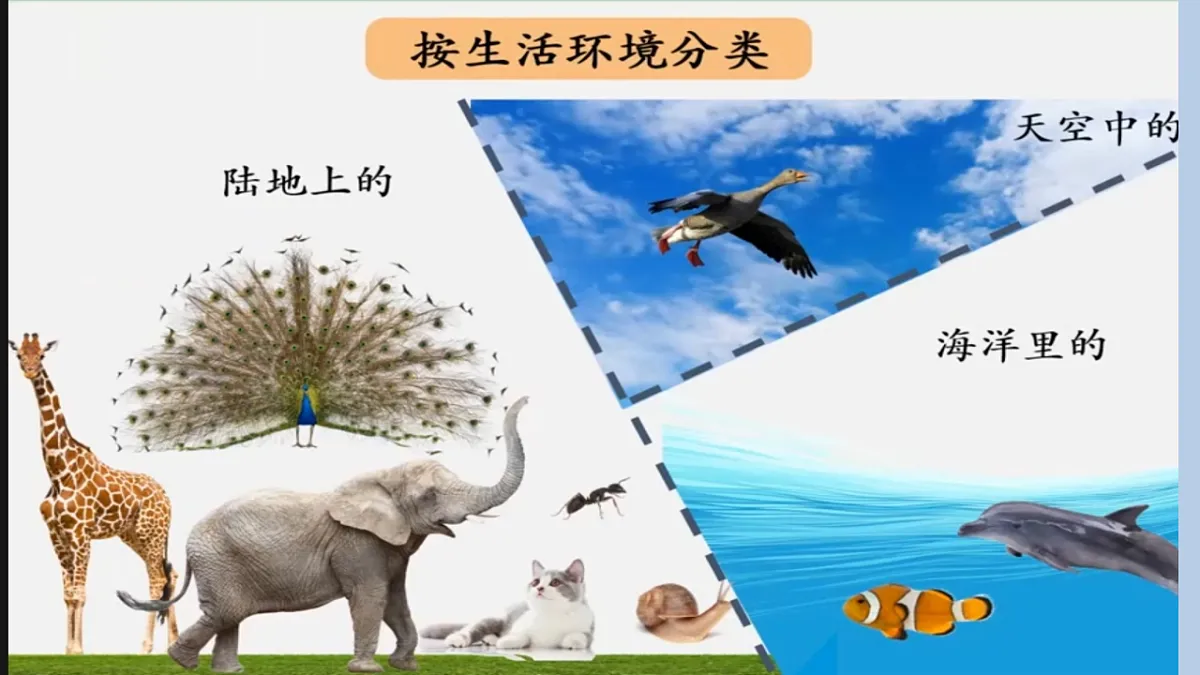 苏教版小学科学四年级上册 1 给动物分类 课件第4页