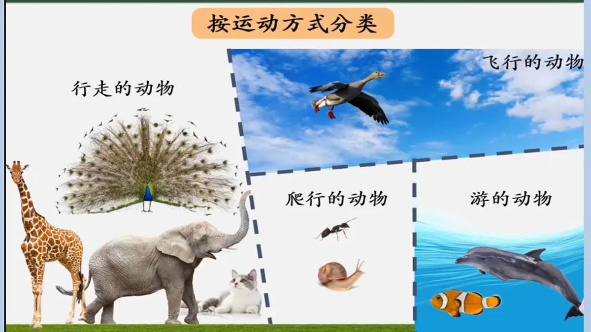 苏教版小学科学四年级上册 1 给动物分类 课件第5页