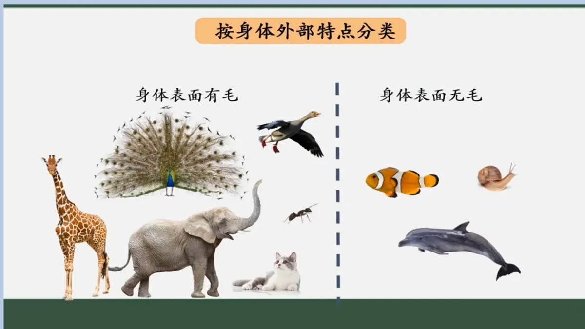 苏教版小学科学四年级上册 1 给动物分类 课件第6页