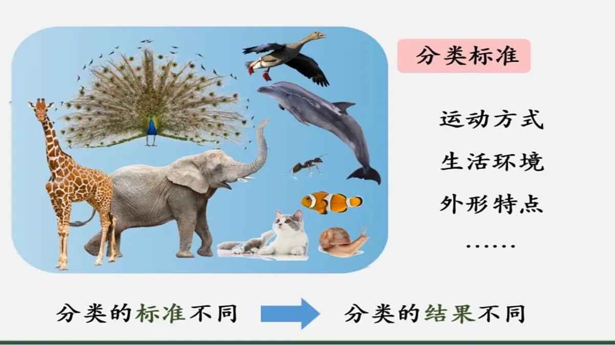 苏教版小学科学四年级上册 1 给动物分类 课件第7页
