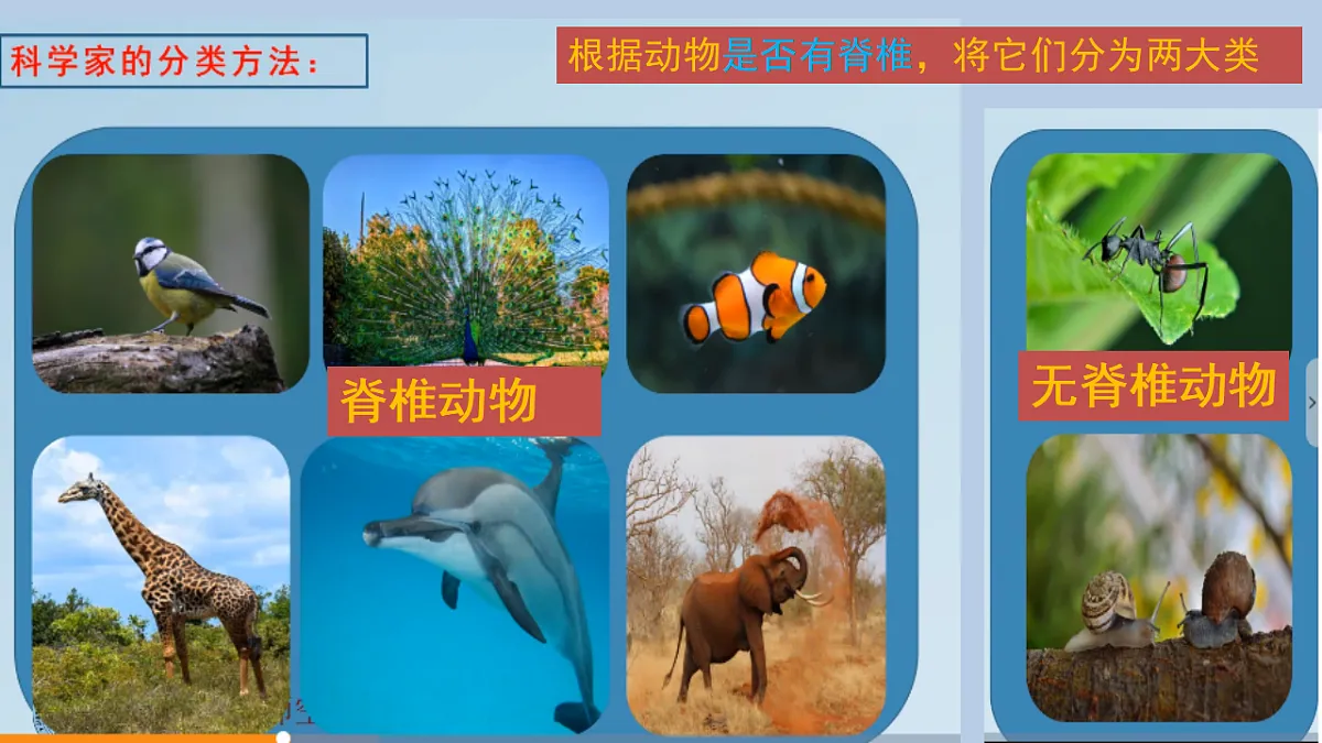 苏教版小学科学四年级上册 1 给动物分类 课件第8页