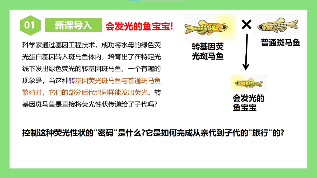 【核心素养目标】人教版初中生物八年级下册6.2.2《基因在亲子代间的传递》课件第3页