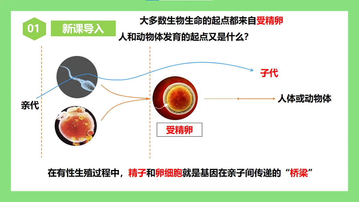 【核心素养目标】人教版初中生物八年级下册6.2.2《基因在亲子代间的传递》课件第5页