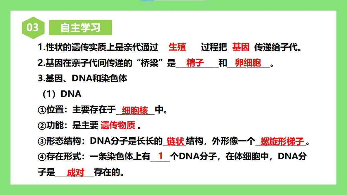 【核心素养目标】人教版初中生物八年级下册6.2.2《基因在亲子代间的传递》课件第6页