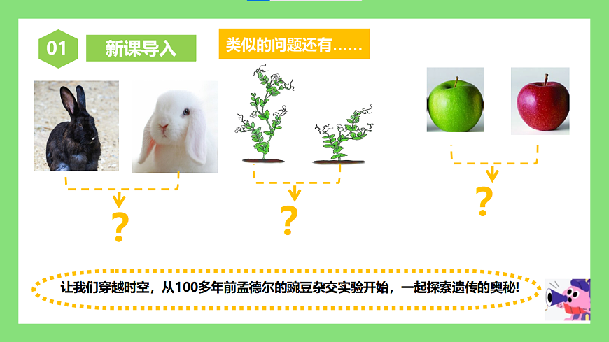 人教版初中生物八年级下册6.2.3《基因的显性和隐性》课件第4页