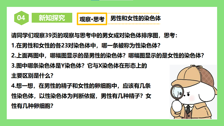 人教版初中生物八年级下册6.2.4《人的性别遗传》课件第7页