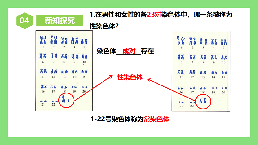 人教版初中生物八年级下册6.2.4《人的性别遗传》课件第8页