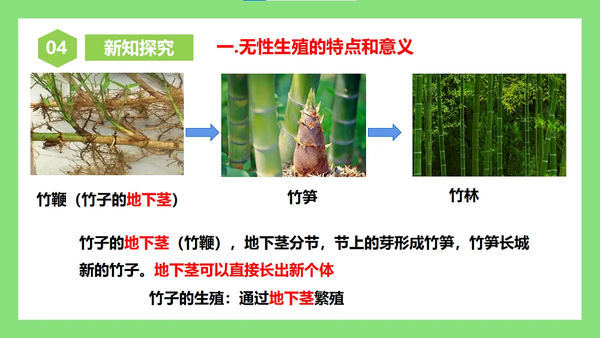 【核心素养目标】人教版初中生物八年级下册6.1.1《无性生殖》课件第7页