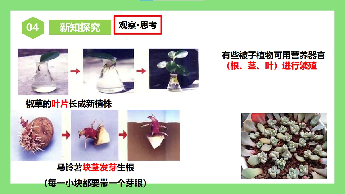 【核心素养目标】人教版初中生物八年级下册6.1.1《无性生殖》课件第8页