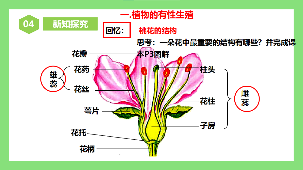 【核心素养目标】人教版初中生物八年级下册6.1.2《无性生殖》第1课时 课件第8页