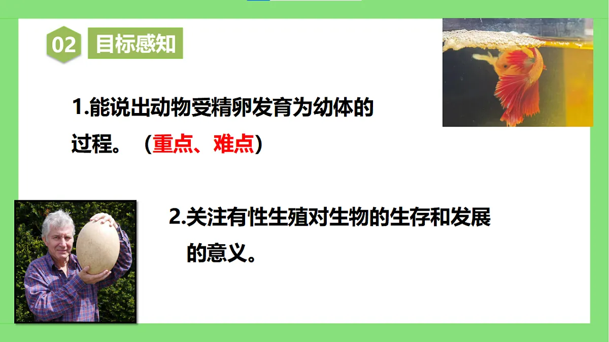 【核心素养目标】人教版初中生物八年级下册6.1.2《有性生殖》第2课时 课件第4页