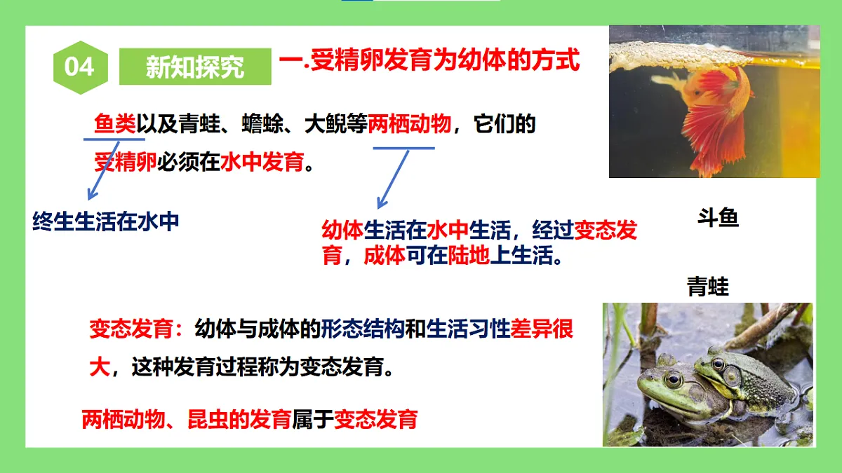 【核心素养目标】人教版初中生物八年级下册6.1.2《有性生殖》第2课时 课件第6页