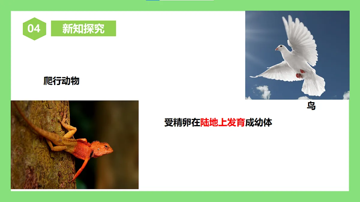 【核心素养目标】人教版初中生物八年级下册6.1.2《有性生殖》第2课时 课件第7页
