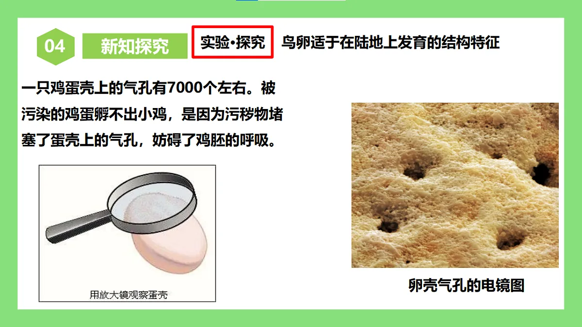 【核心素养目标】人教版初中生物八年级下册6.1.2《有性生殖》第2课时 课件第8页