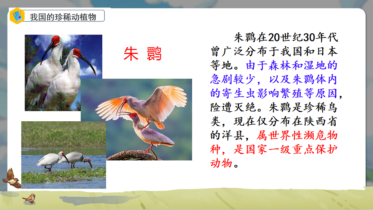 初中 生物 冀少版（2024） 七年级上册2.4.1 我国的珍稀动植物资源 课件第8页