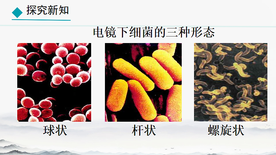 初中 生物 人教版（2024） 七年级上册2.3.2 细菌 课件第8页