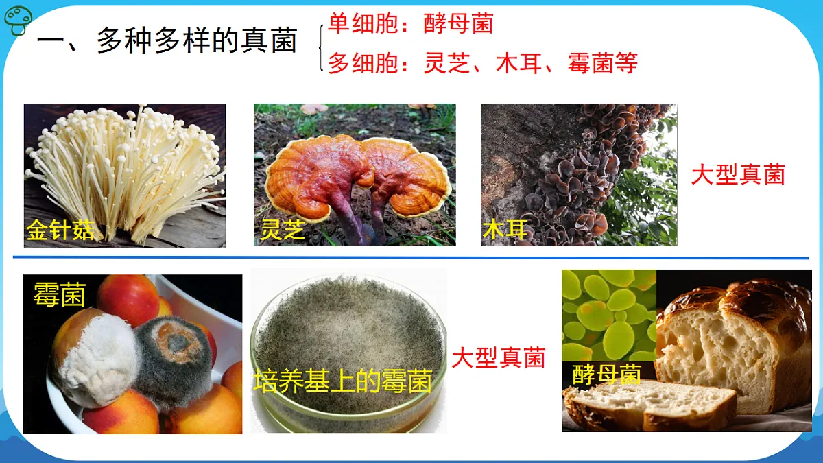 17839750第5页