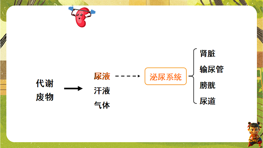 9.2.1泌尿系统的组成--北师大版（新教材）七年级生物下册培优备课课件第2页