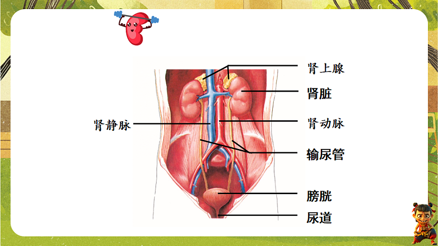 9.2.1泌尿系统的组成--北师大版（新教材）七年级生物下册培优备课课件第3页
