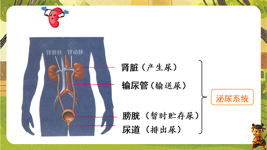 9.2.1泌尿系统的组成--北师大版（新教材）七年级生物下册培优备课课件第4页