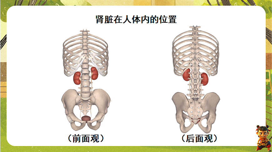 9.2.1泌尿系统的组成--北师大版（新教材）七年级生物下册培优备课课件第5页