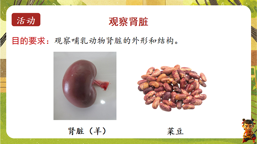 9.2.1泌尿系统的组成--北师大版（新教材）七年级生物下册培优备课课件第6页